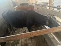 Bulle, Latvian Blue cattle — Foto 4