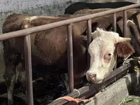 Toro, Simmental cattle — foto 2