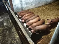 Schweine (Partie, Geschlecht nicht angegeben), Дюрок — Foto 2