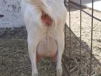 Ziege, Saanen goat — Foto 3