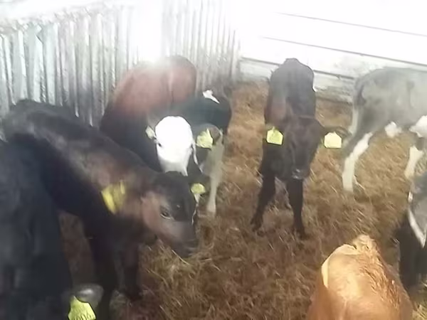 ثور, Simmental cattle