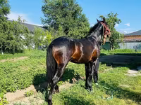 Hengst, Swedish warmblood horse — Foto 7