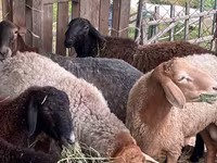 Carnero, Edilbay sheep — foto 7