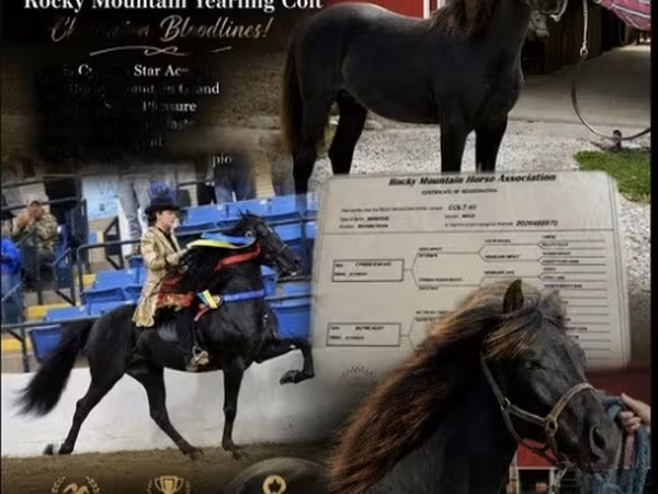 At, Rocky Mountain Horse