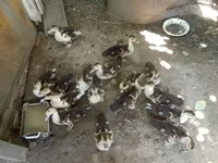 डोमेस्टिक मस्कोवी — फ़ोटो 1