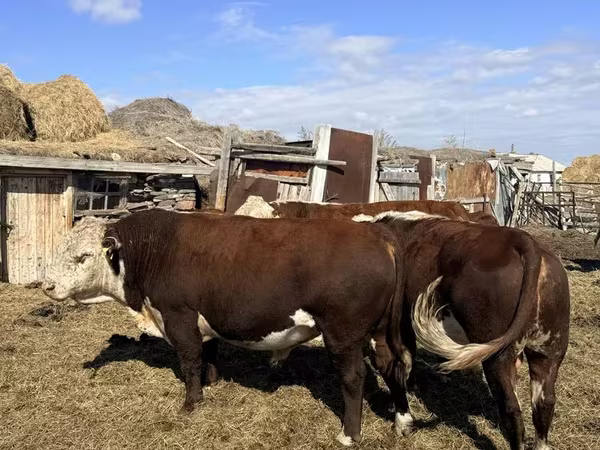 Bulle, Kasachische Weißkopfkuh