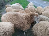 Ovejas (lote, sexo no especificado), Ovejas — foto 4