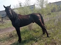 Hengst, Altai horse — Foto 2