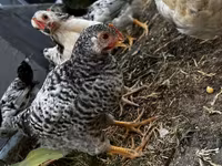Chickens — 2-сурет