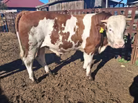 सांड, Simmental cattle — फ़ोटो 3