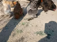 Brahma — Foto 3