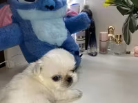 Məhsul: Pekines balaları - Yaş: 60 günlük - Cins: Pekines - Rənglər — 照片 2