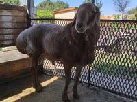 Sheep, Arashan sheep — photo 2