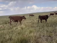 Qoramol (partiya, jinsi ko‘rsatilmagan), Simmental cattle — 8-rasm