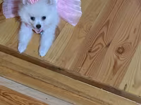 Mini spitz (Pomeranian) balası – ağ rəngli, uzun və yumşaq tüklü, qısa — фото 1