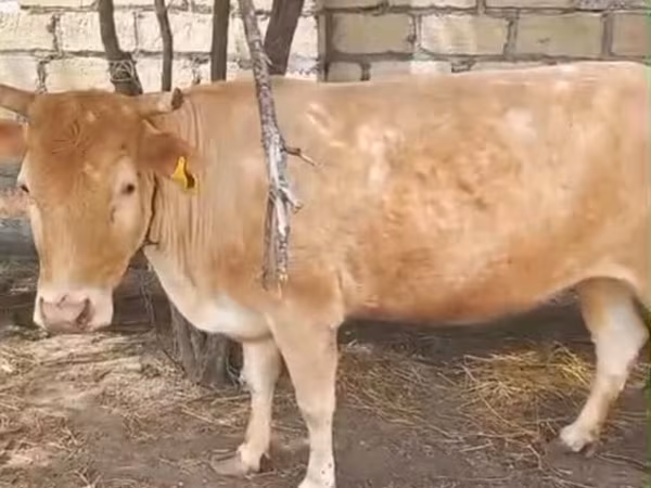 Kuh, Simmental cattle