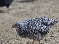 Chickens — foto 5