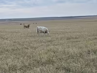 Bulle, Swiss cattle — Foto 8