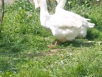 Geese — Foto 2