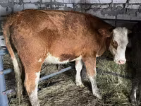 Sigir, Qozog'iston oq boshli sigir — 1-rasm