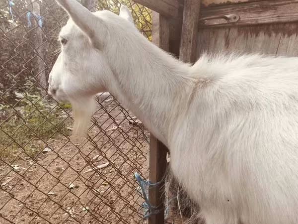 Cabra, Saanen goat