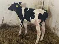 Toro, Russian Black pied cattle — foto 3