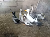 Ducks — Foto 1