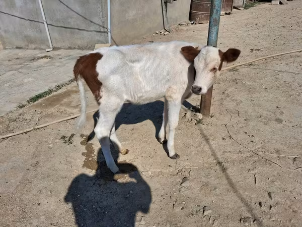 Kuh, Simmental cattle