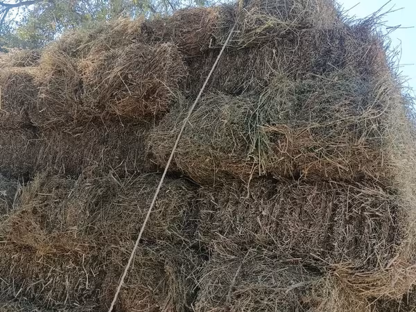 Клевер - Тюкованное сено прямоугольными кипами, перевязано шпагатом