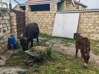 Сиыр, Simmental cattle — 7-сурет