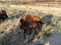 Sheep, Sheep — photo 8