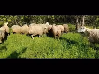 أغنام (دفعة، الجنس غير محدد), الأغنام — الصورة 2
