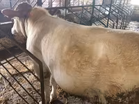 公牛, Simmental cattle — 照片 1