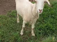 Коза, Saanen goat — фото 1