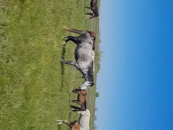 Stute, Kazakh horse