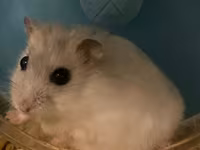 Cırtdan hamster və tam dəst qəfəs Məhsul təsviri: - Növ: cırtdan — фото 2