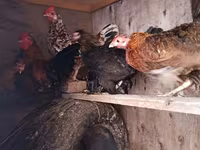Chickens — Foto 1