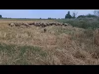 Вівця, Вівці — фото 1