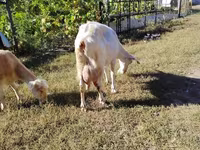 Ziege, Saanen goat — Foto 5