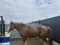 Caballo, Caballos — foto 3