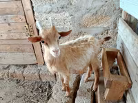 Ziege, Saanen goat — Foto 4