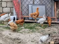 Chickens — 3-сурет