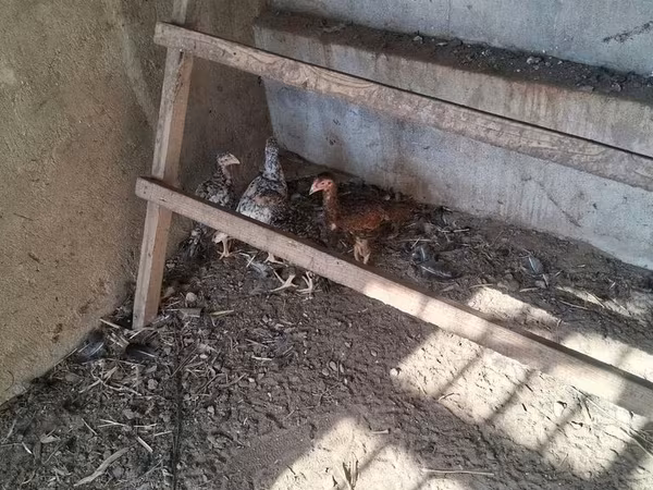 Chickens