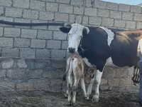 Sigir, Simmental cattle — 3-rasm