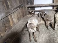 मेढ़ा, Arashan sheep — फ़ोटो 2