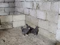 Chickens — الصورة 2