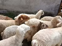 Ovejas (lote, sexo no especificado), Ovejas — foto 4
