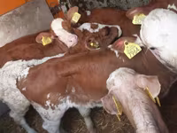 Bulle, Simmental cattle — Foto 5