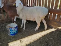Qoʻchqor, Kazakh fat-tailed coarsewool sheep — 1-rasm