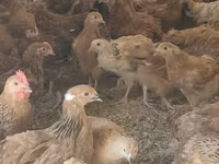 Chickens — फ़ोटो 6